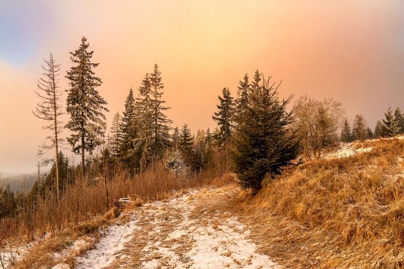 #poland #pentax #benro #lightroom #nikcollection #nature #sunrise #mountains #sky #fog #foggy #morning #pix #trees #sun Forest...photo preview