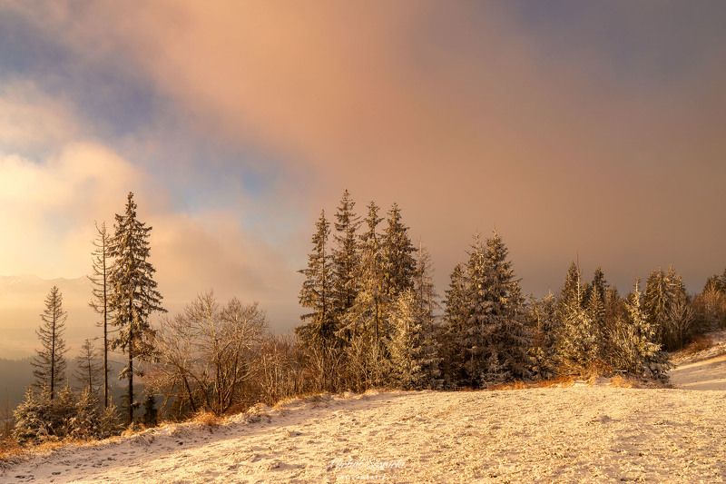 #poland #pentax #benro #lightroom #nikcollection #nature #sunrise #mountains #sky #fog #foggy #morning #pix #trees #sun Trees...photo preview