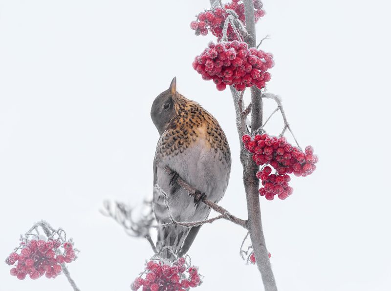 птица, дрозд рябинник, выбор, рябина, ягоды, самую  самую вкусную.. фото превью
