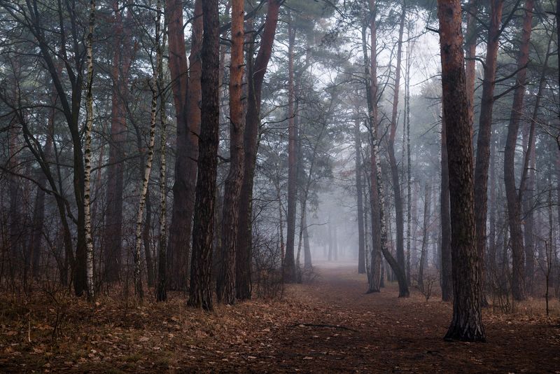 лес осень ноябрь туман сырость Холодные туманы ноябряphoto preview