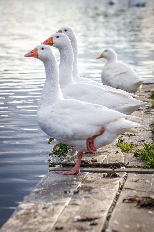 гуси, птицы, деревня, birds, animals Гусиphoto preview