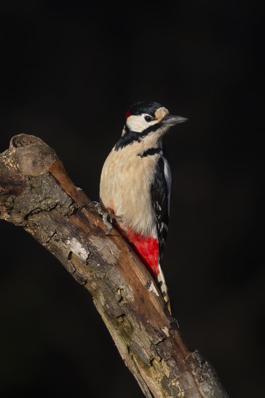 Great Spotted Woodpecker (Dendrocopos major)  Great Spotted Woodpecker (Dendrocopos major) photo preview