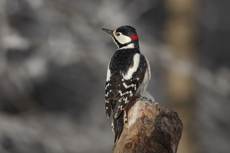 Great Spotted Woodpecker (Dendrocopos major)photo preview