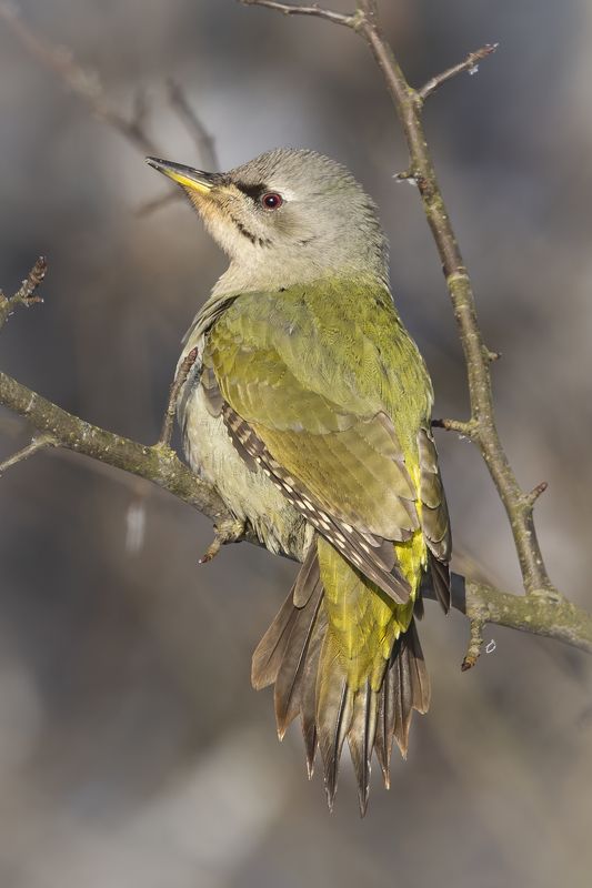 Grey-headed Woodpecke(Picus canus)photo preview