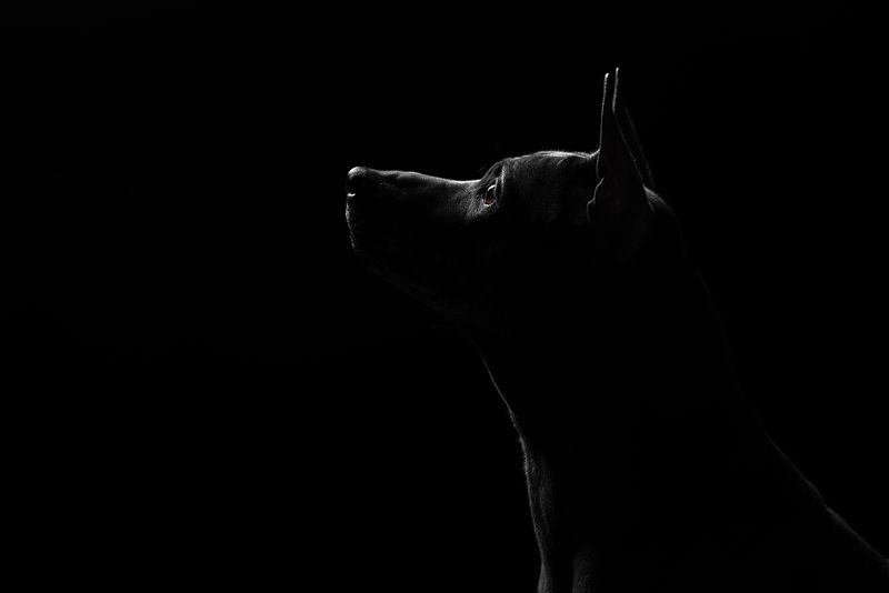 собака, животное, dog, тайский риджбек Юнаphoto preview