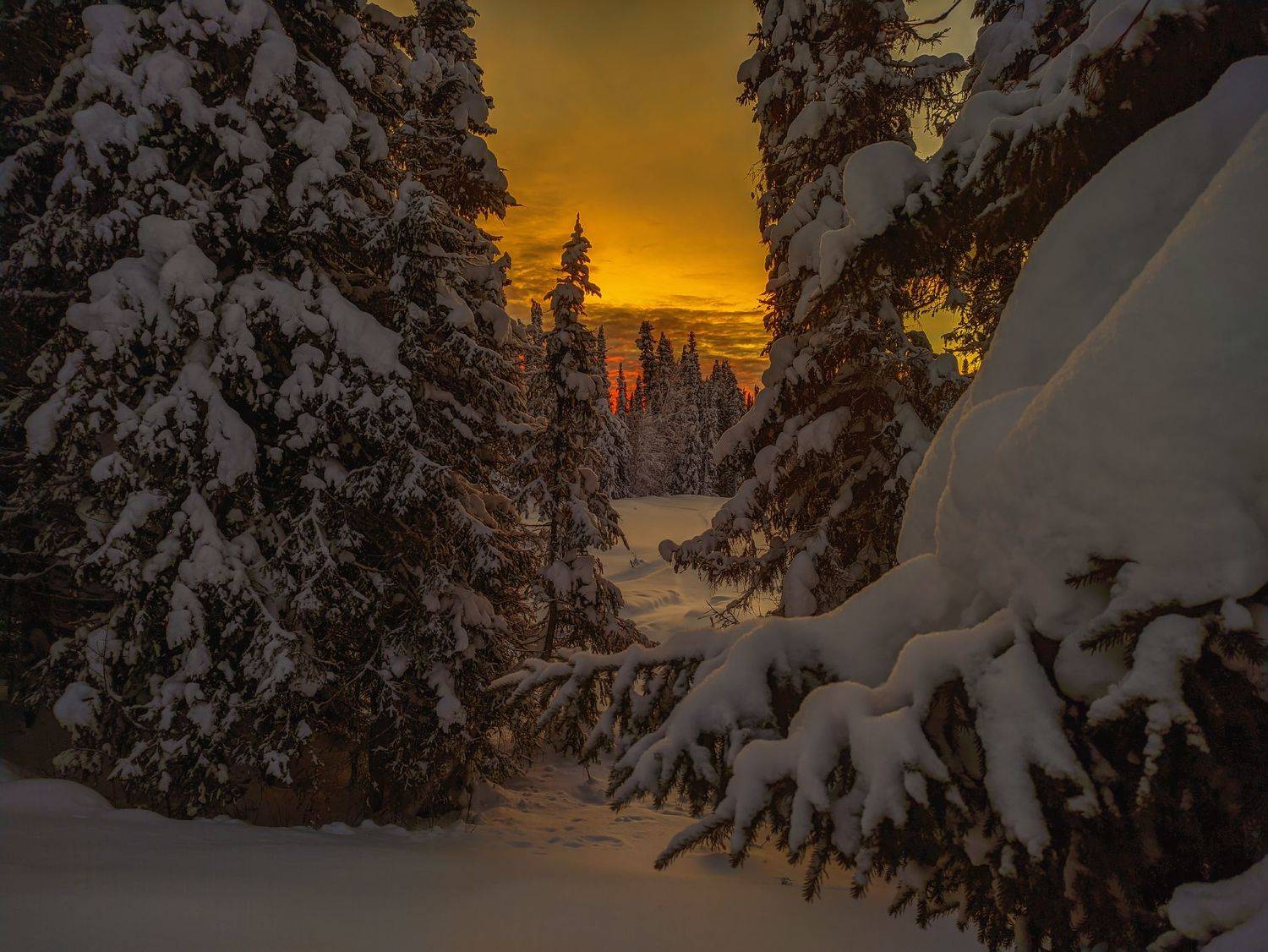 печора, лес, север, Игорь Подобаев