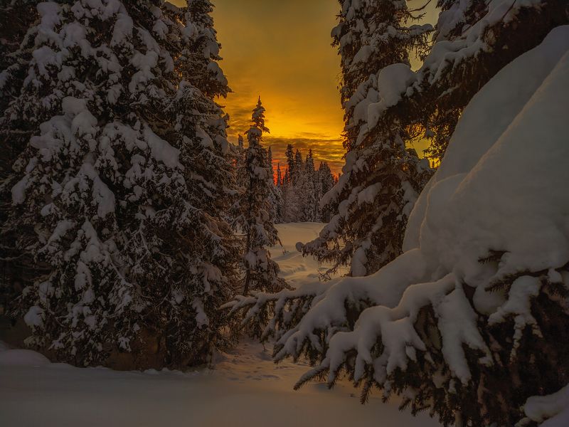 печора, лес, север Зимние леса севераphoto preview