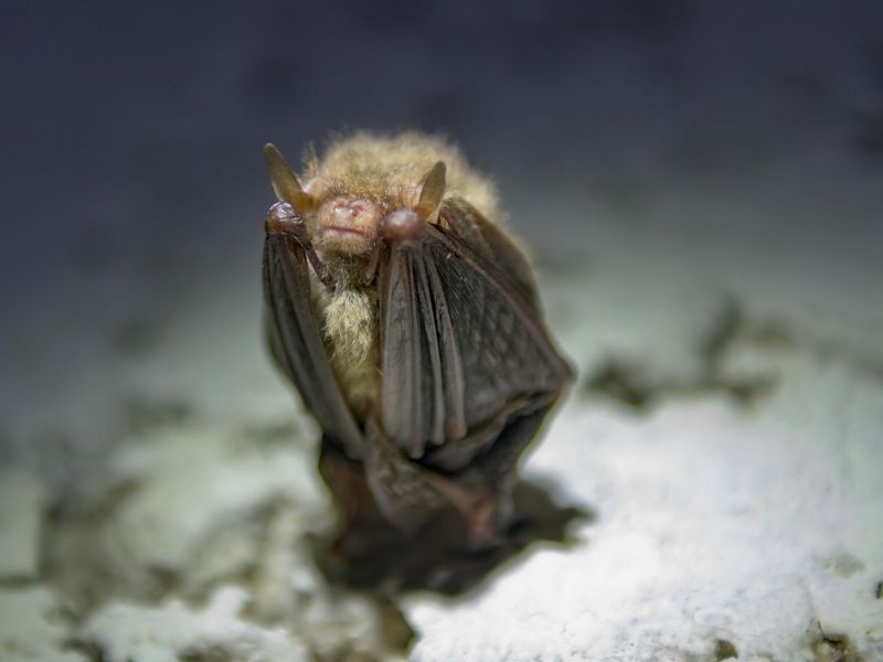 Как спит летучая мышьphoto preview