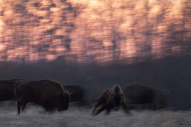 dynamicallyphoto preview