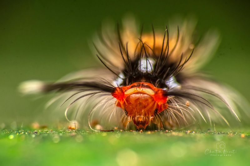 caterpillars, bug, macro, nature, natural, focus, feathers, hair, animal The caterpillarsphoto preview
