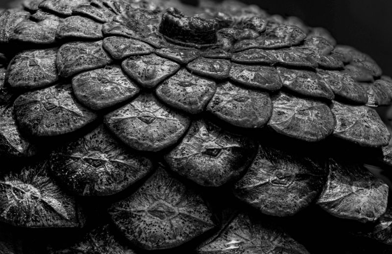 шишка., черно-белое Шишкаphoto preview