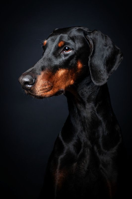 Доберманphoto preview