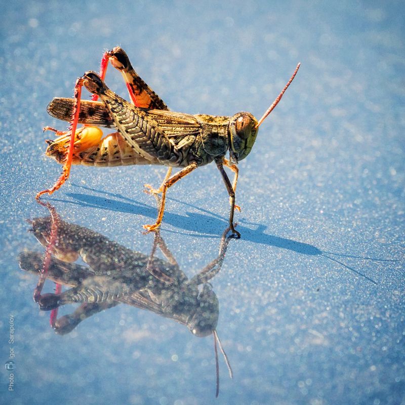 майка обыкновенная, meloe proscarabaeus,  acridoidea,  слизняк, слизень, жук, кравчик, жук стригун,  долгоносик вишневый, вишнёвый слоник, rhynchites auratus, отражение, зеркало, улитка, мушка, макрофотоохота, макро, капли, сырость,  усики, боке,  малюск, Макро живность на капоте автомобиляphoto preview