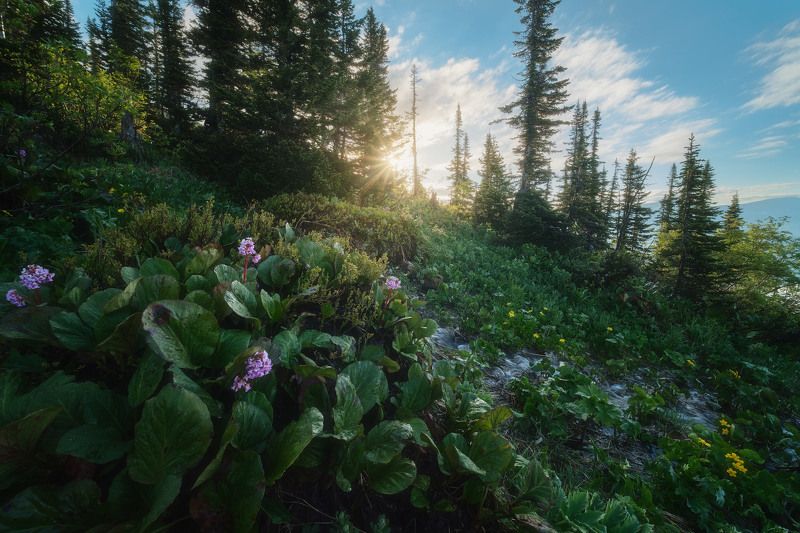 россия, сибирь, кузбасс, кемеровская область, поднебесные зубья, хребет, озеро, лето, природа, пейзаж, цветы Горная свежестьphoto preview