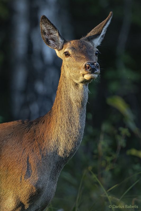 Благородный оленьphoto preview