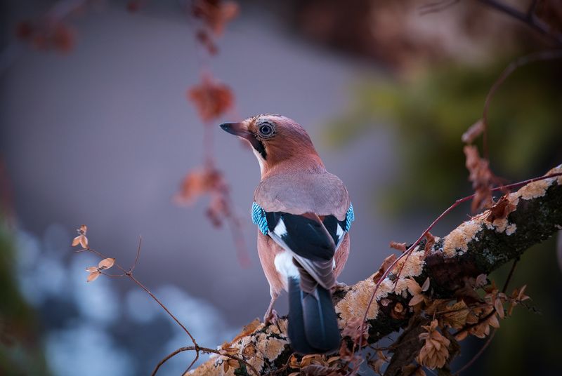 birds, jay, wildlife, птицы, сойка, зима, снег Сойкаphoto preview