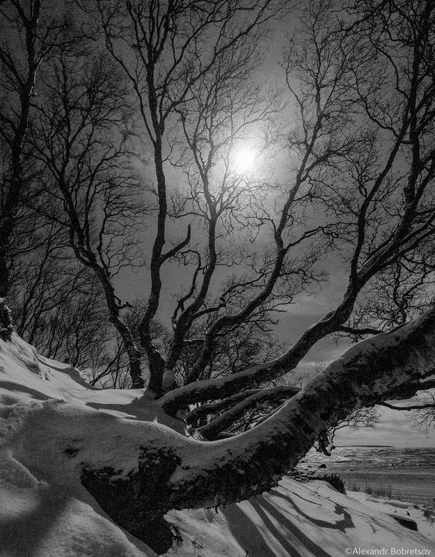 Ночь. Берег Белого моря. Березы. Соловки.photo preview