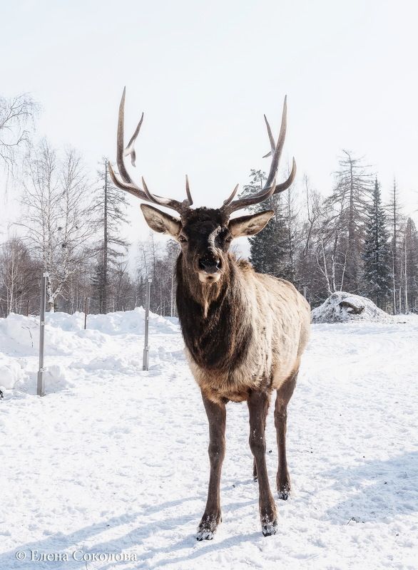 марал, зима, медвежья радость, маральник Маралphoto preview