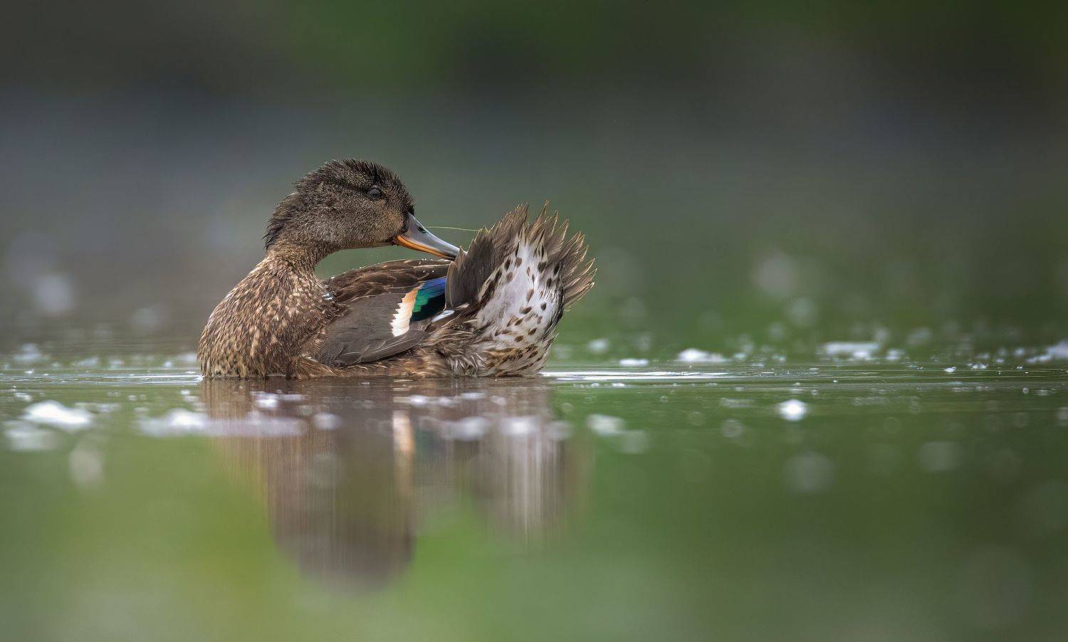 anas crecca. Автор: Grzegorz Dąbrowski , Grzegorz Dąbrowski