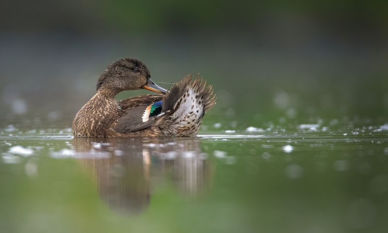 anas creccaphoto preview