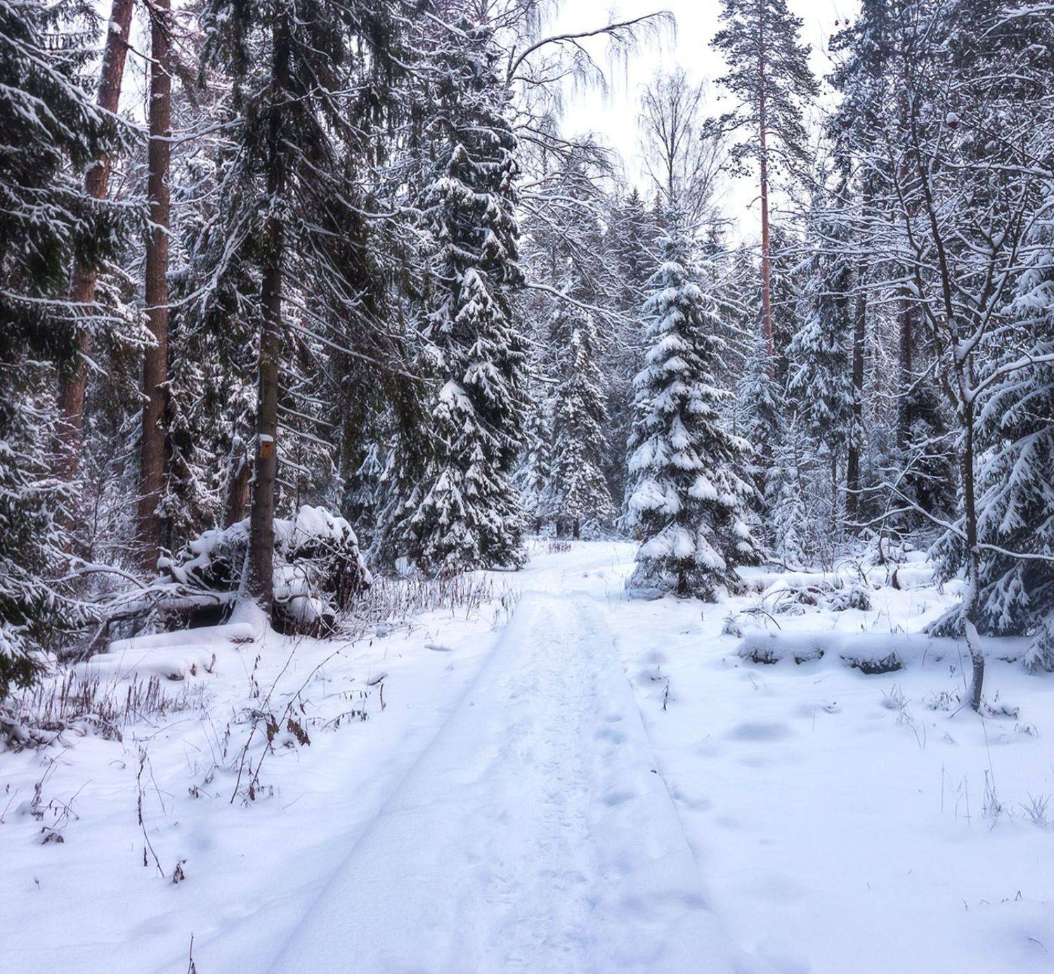 Автор: Алексей Герасимов , Алексей Герасимов