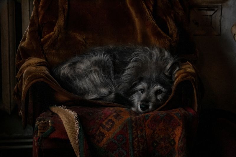 Сытая старость.photo preview