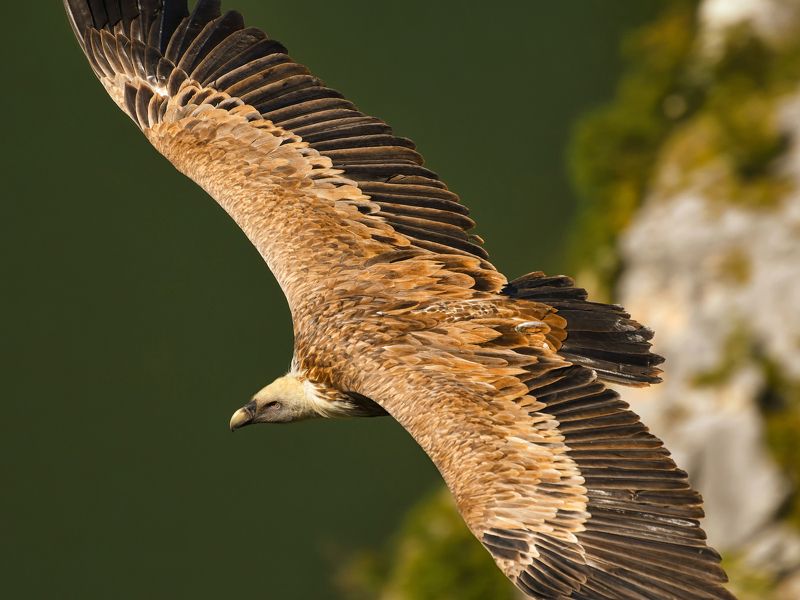 birds animal serbia wildlife uvac nature King of the airphoto preview