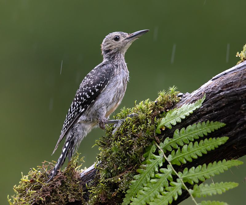 дятел, каролинский меланерпес, red-bellied woodpecker, woodpecker Juvenile -Red-bellied Woodpecker. Молодой дятел - Каролинский меланерпес фото превью