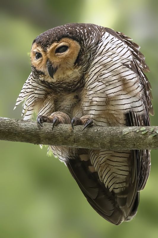 wildlife, bird, malkoha, bird with prey, outdoor, nature, bird photography, colorful, owl, bird of prey Spotted Wood Owlphoto preview