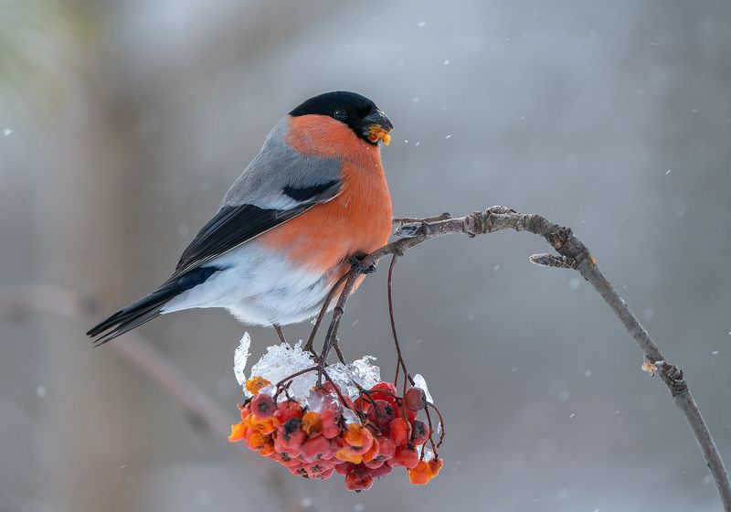 Снегопадphoto preview