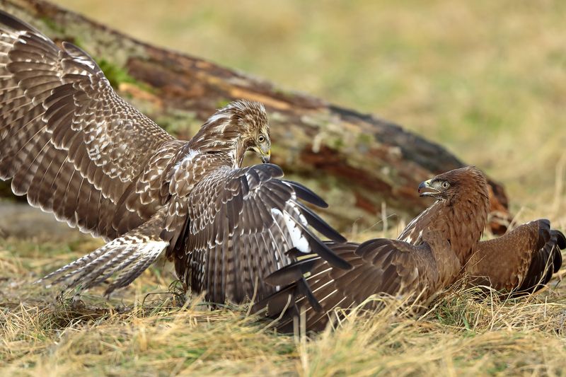 Дуэль. фото превью