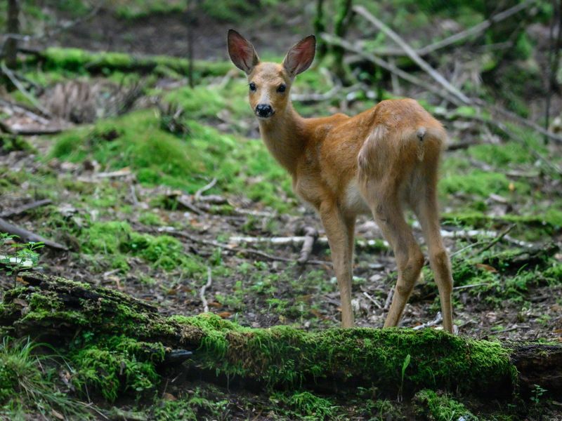 Кто здесь!?photo preview