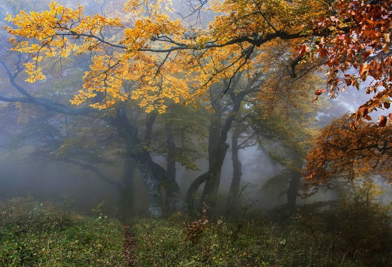 Золото осениphoto preview