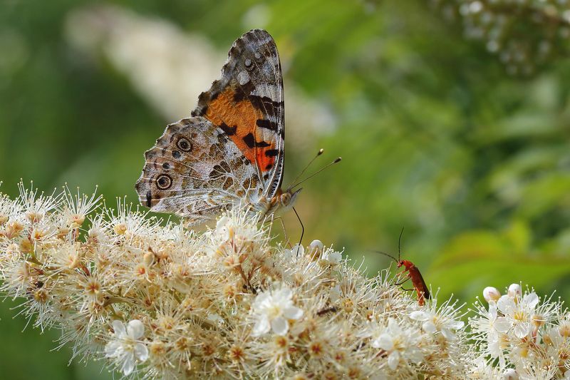 Июньphoto preview