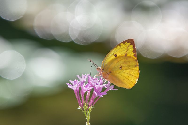 butterfly photo preview