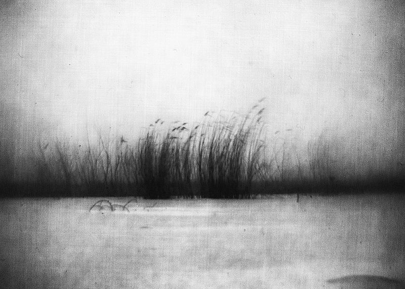 Колыбельную камыш играет ветру...photo preview