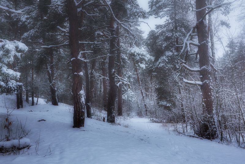 лес зима январь снег сосны На тех холмах, в лесах сосновыхphoto preview