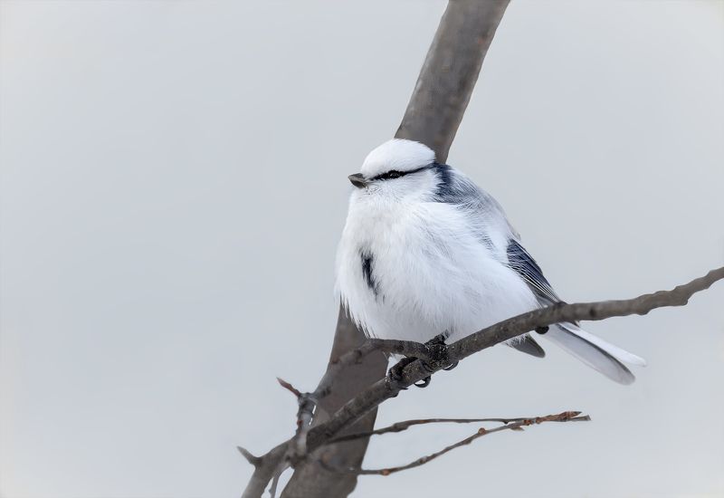 птица, белая лазоревка, князёк, зима, князёк.. белая лазоревка.photo preview