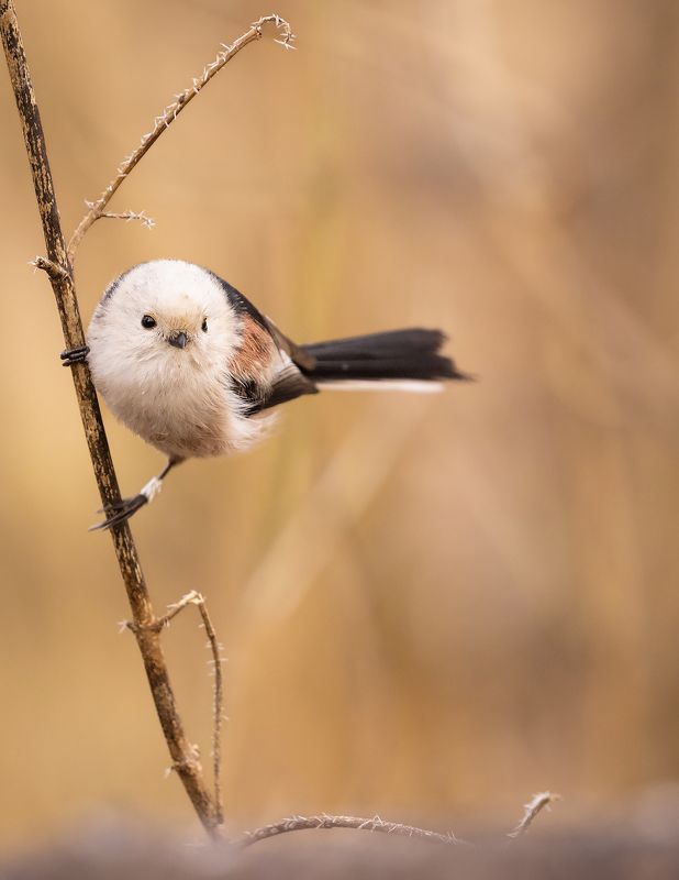 Long-tailed Tphoto preview