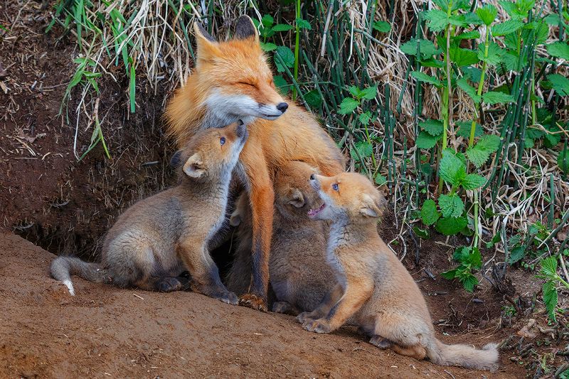 Камчатка, лиса, животные, природа, путешествие, фототур, , Мама photo preview