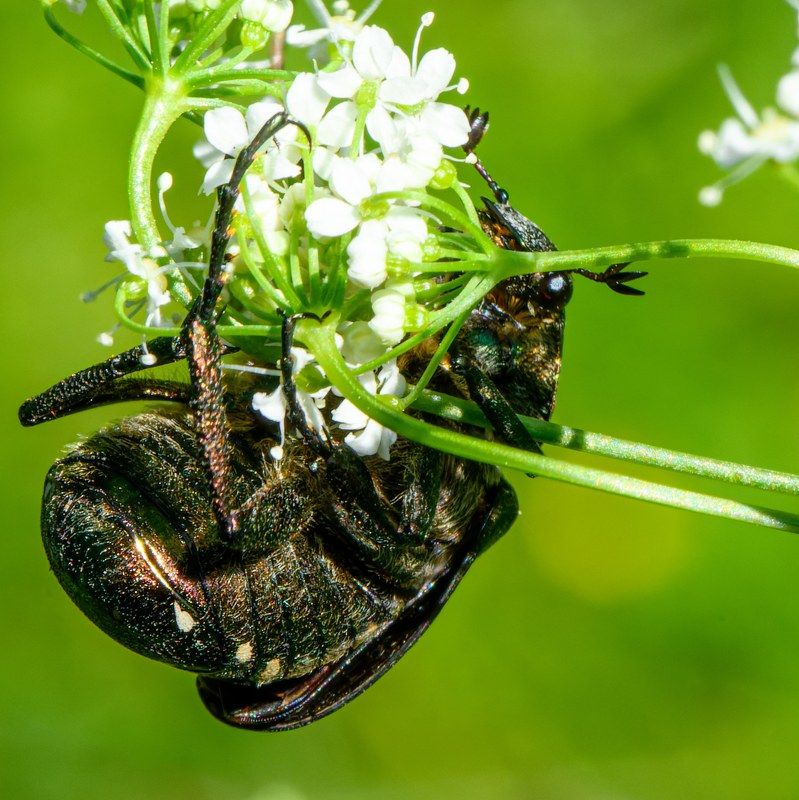 Master of hidingphoto preview