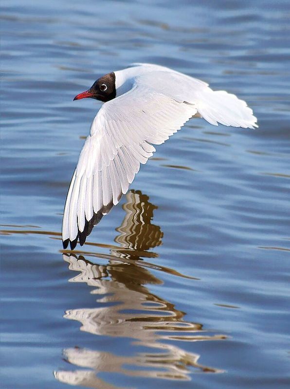 Обгоняя свое отражениеphoto preview