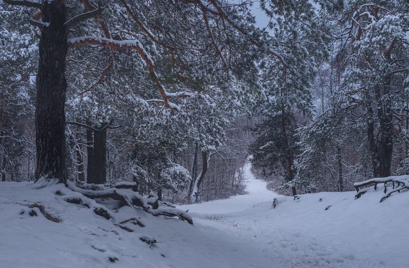 лес зима январь снег сосны Вечерело, заснеженный лес, январьphoto preview