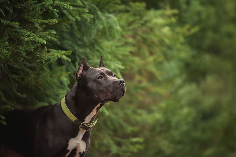 Питбультерьер photo preview