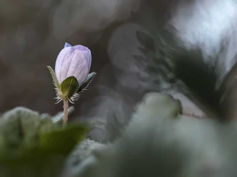 My Mobile Photogrphyphoto preview