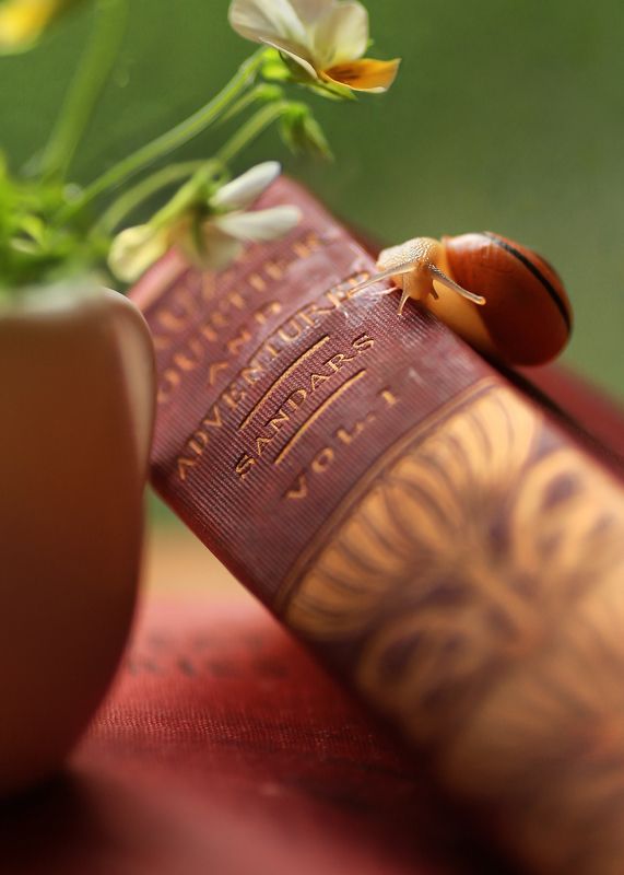 улитка,книга приключений,сказки лета, жизнь, непутевые заметки, беларусь Про... фото превью