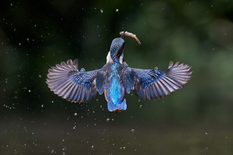 nature, wildlife, birds ***photo preview