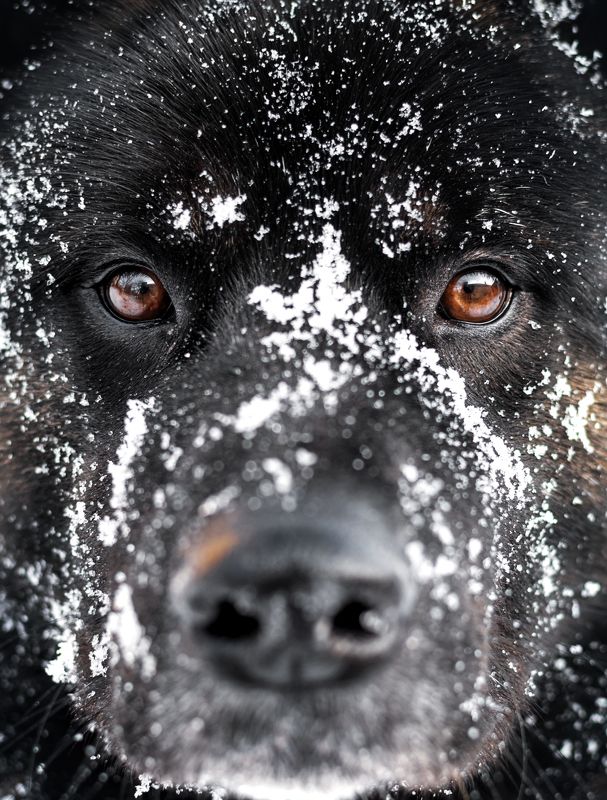 Снежная мордочкаphoto preview