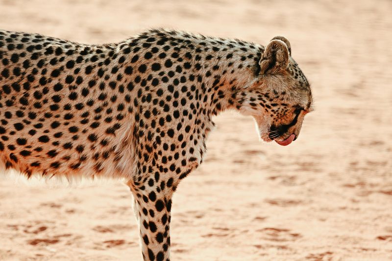 #гепард #африка #сафари #намибия #калахари  #africa #namibia #safari #etosha #cheetah Гепардphoto preview