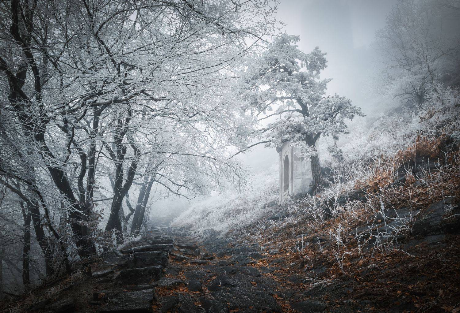 Горизонтальный  Нет людей  Дерево  Фотография  На улице  Природа  Зима  День  Снег  Холодная температура  Красота в природе  Лес  Живопись - Природа  Спокойствие  Негородская сцена  Пейзаж - Пейзажи  Спокойная сцена  Растение, Андрей Ожерельев